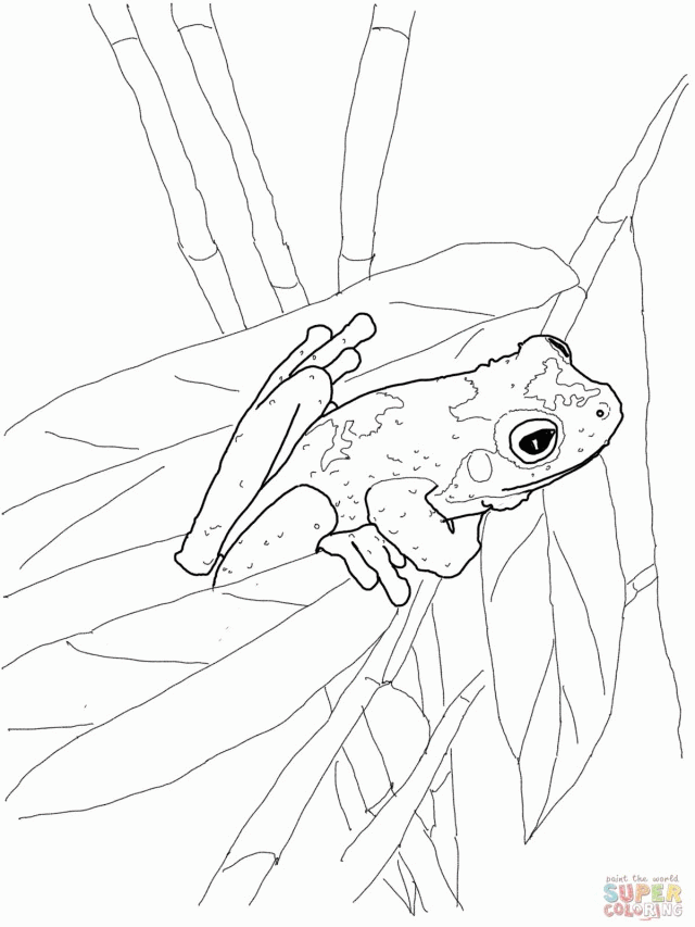 Funny Frog Coloring Page Super Coloring 293288 Red Eyed Tree Frog