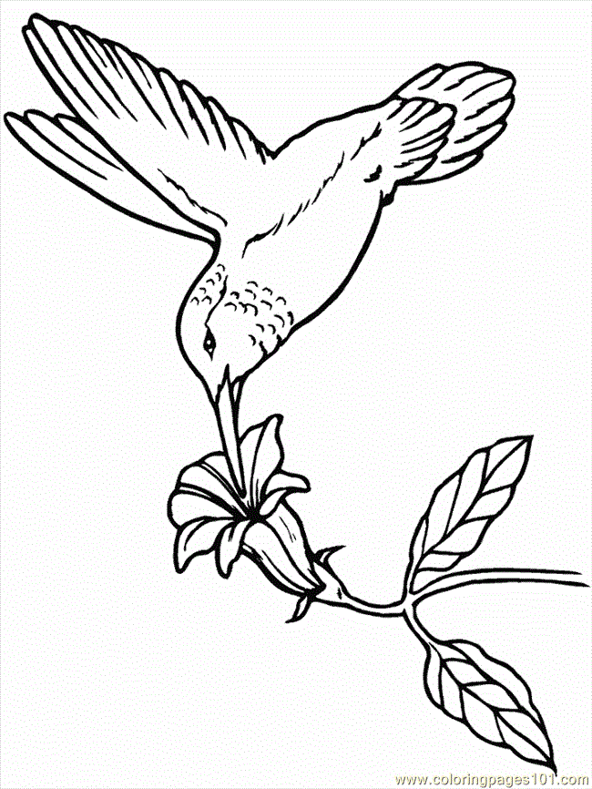 hummingbird Colouring Pages (page 3)