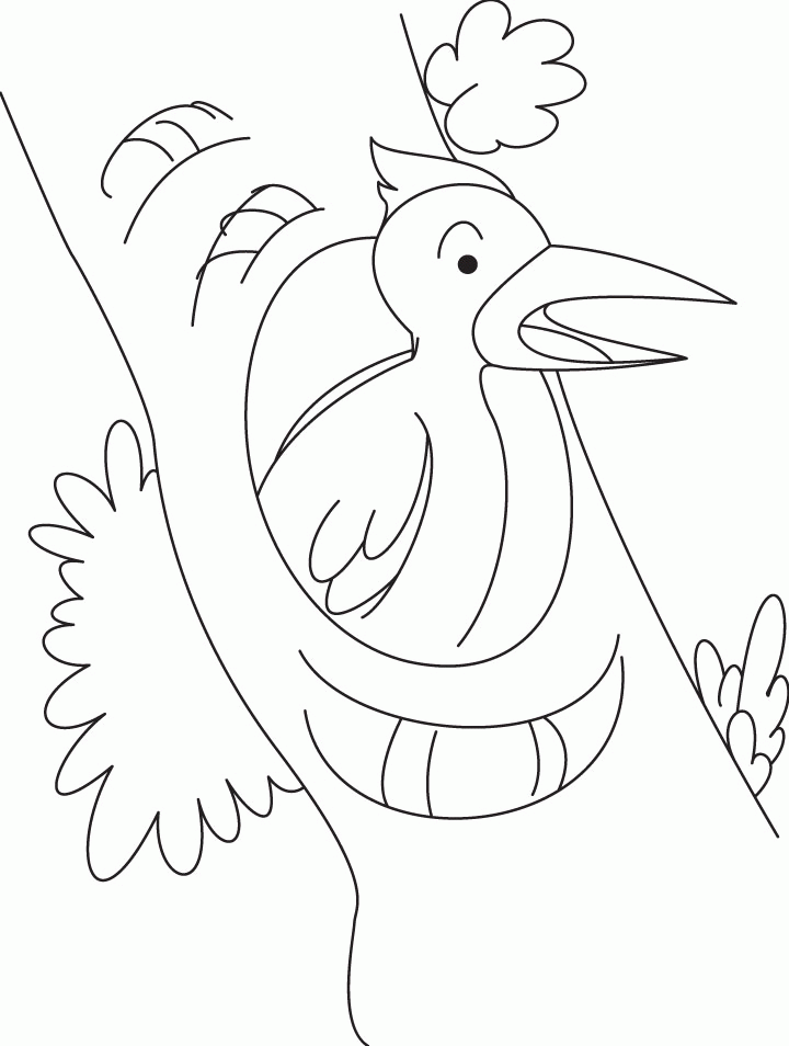 Woodpecker looking for food coloring page | Download Free