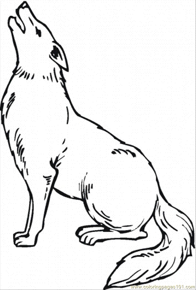 coyotes Colouring Pages