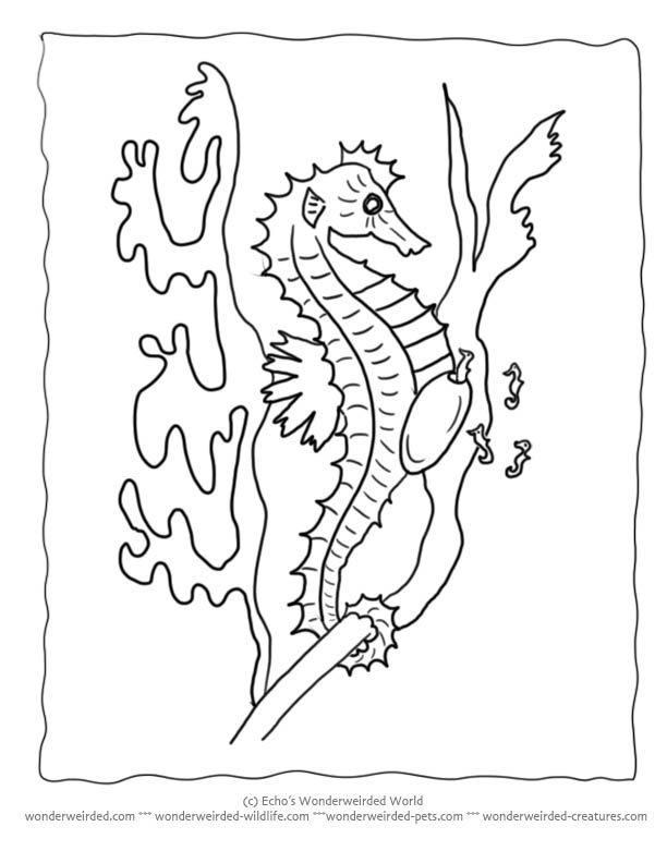 Free Seahorse Coloring Pages | All About Ocean Life