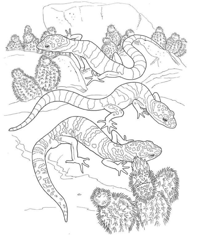 Desert Animals Coloring Pages printable for kids | Coloring Pages