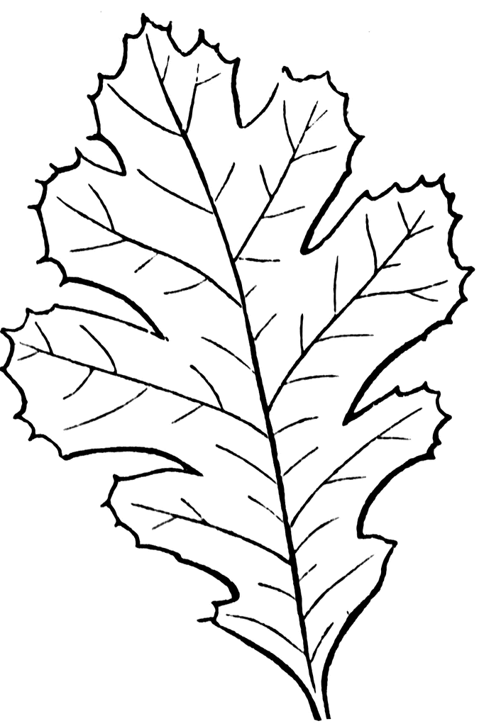 leaf patterns - Quoteko.
