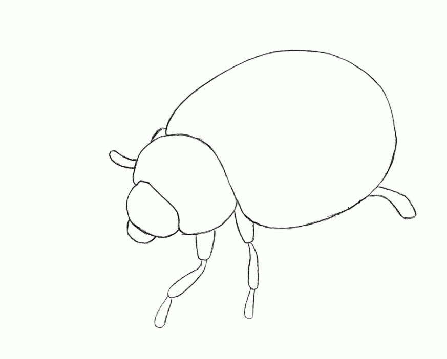 Pix For > Lady Bug Drawing
