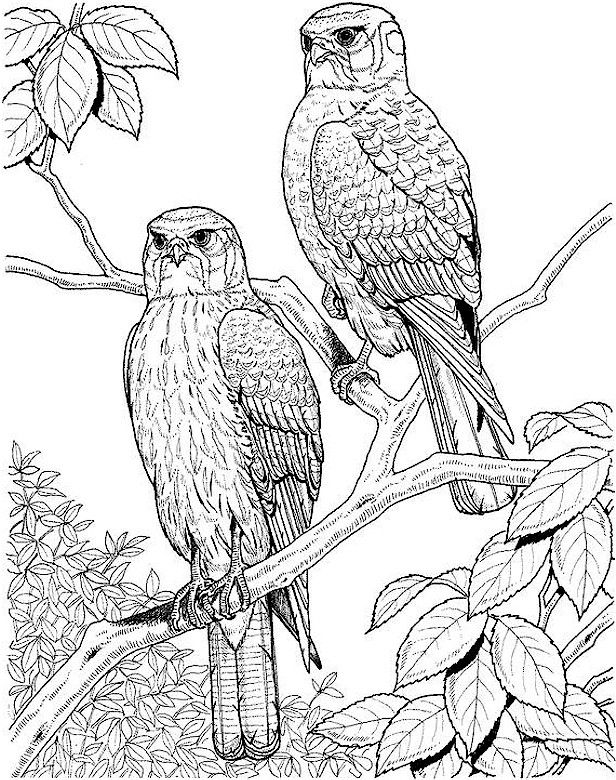 Coloring Pages Adults | Coloring Pages