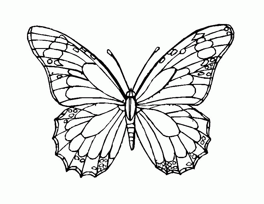 Insects Coloring book Pages for kids | coloring pages
