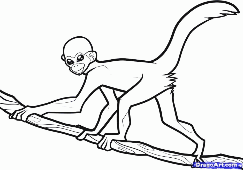 Spider Monkey Coloring Page : Spider Monkey Coloring Page Pages