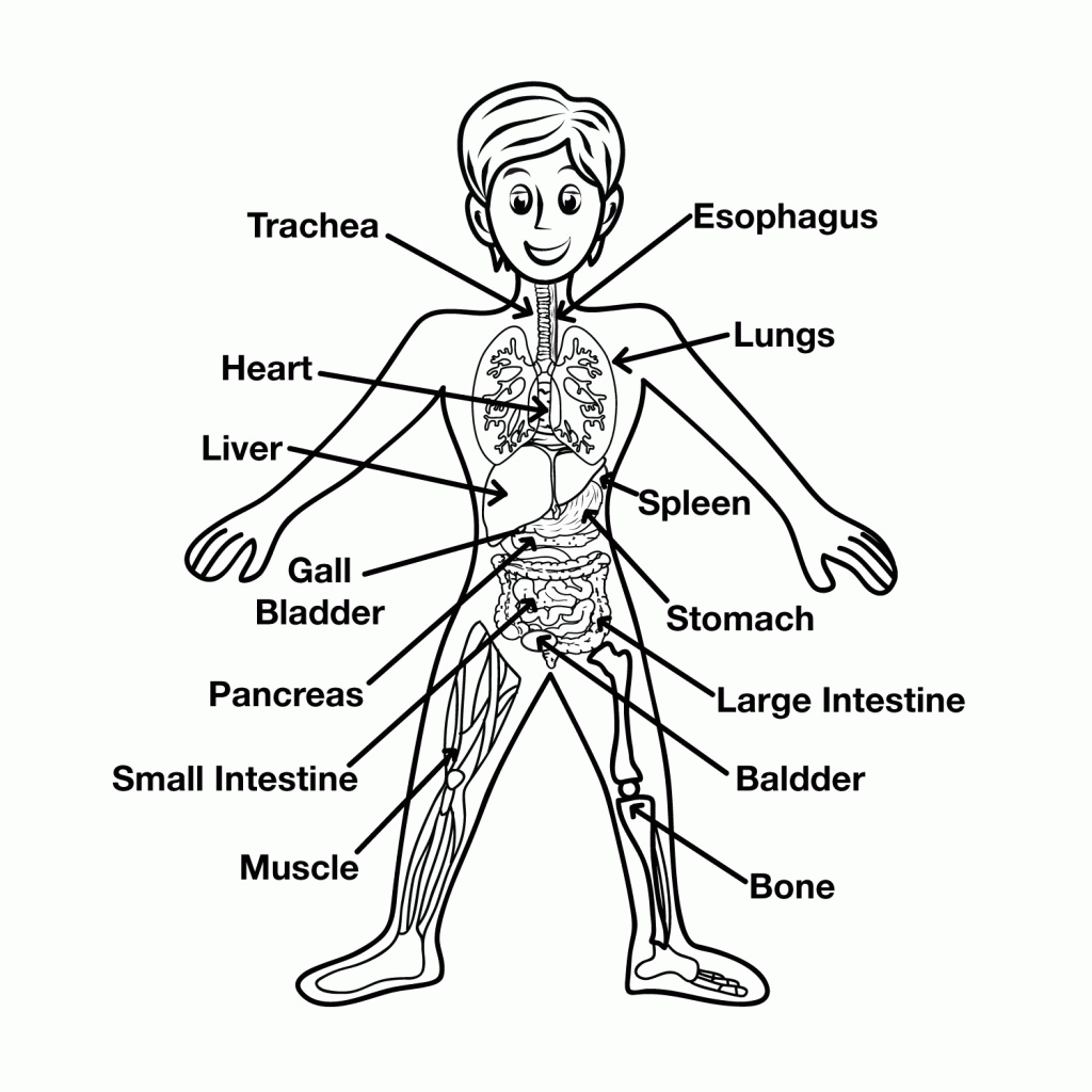 anatomy-coloring-pages-11 - ColoringPagehub