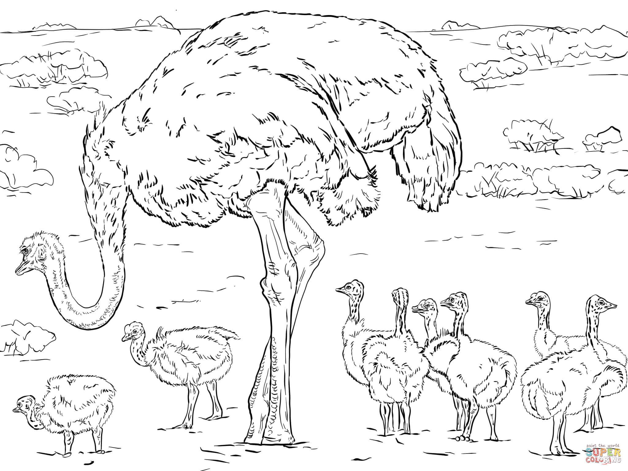 Ostrich coloring sheet printable Ostrich coloring pages free coloring pages  | Layney.captainamericagifts.com