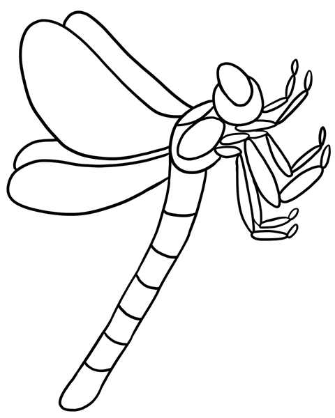 Bug Museum - Bug Coloring Pages - Dragonfly (4)