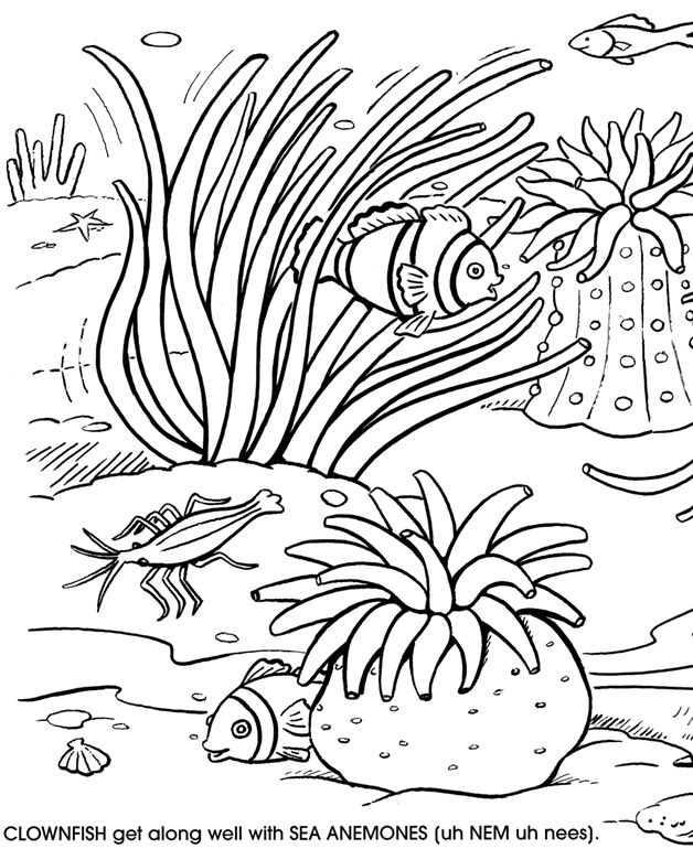 Realistic Coral Reef and Coral Fishes Coloring Page for Children
