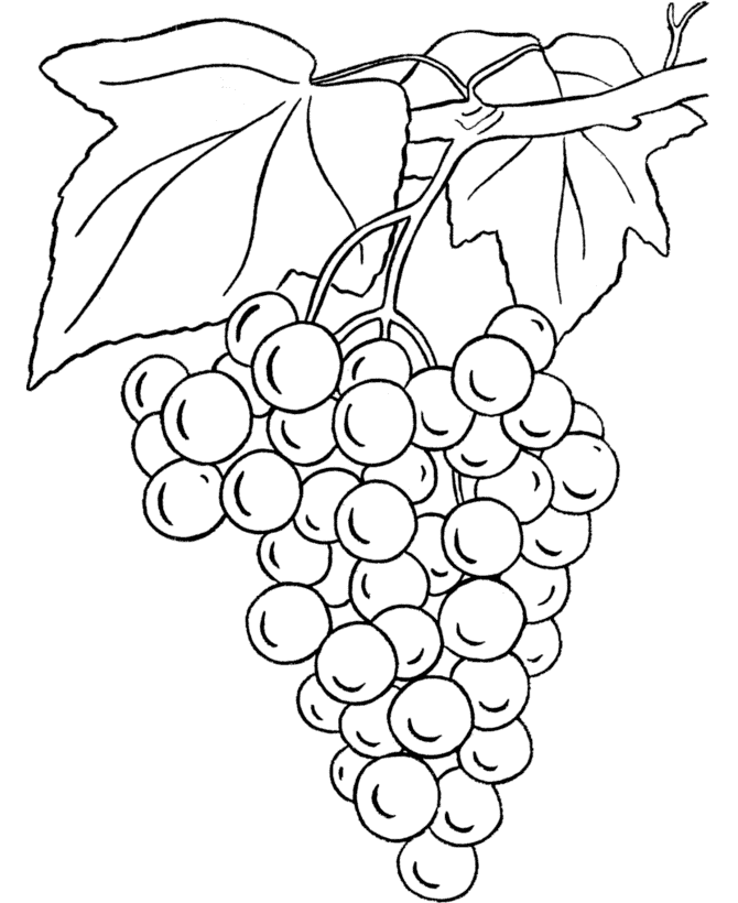 Cluster of Grapes Coloring Page | Coloring
