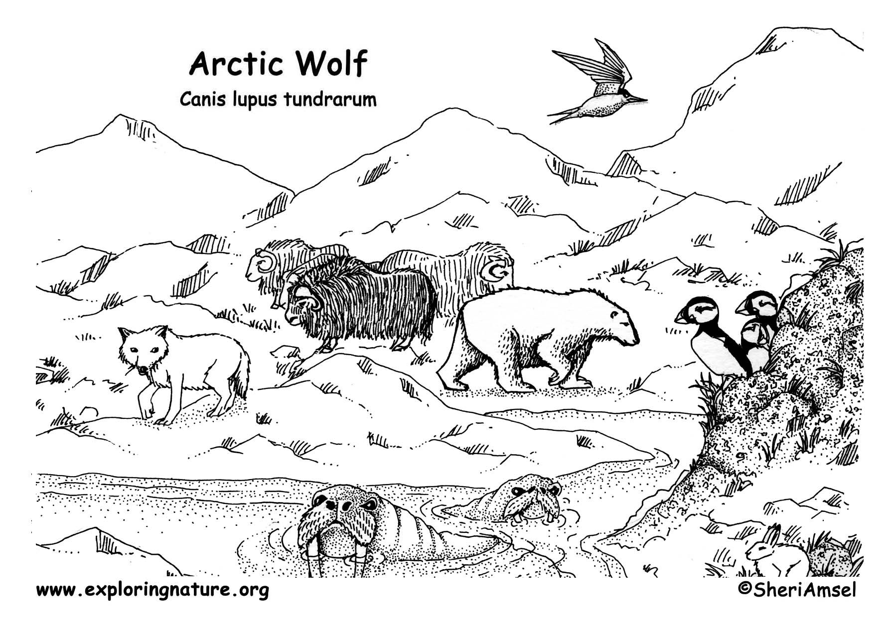 Wolf (Arctic)