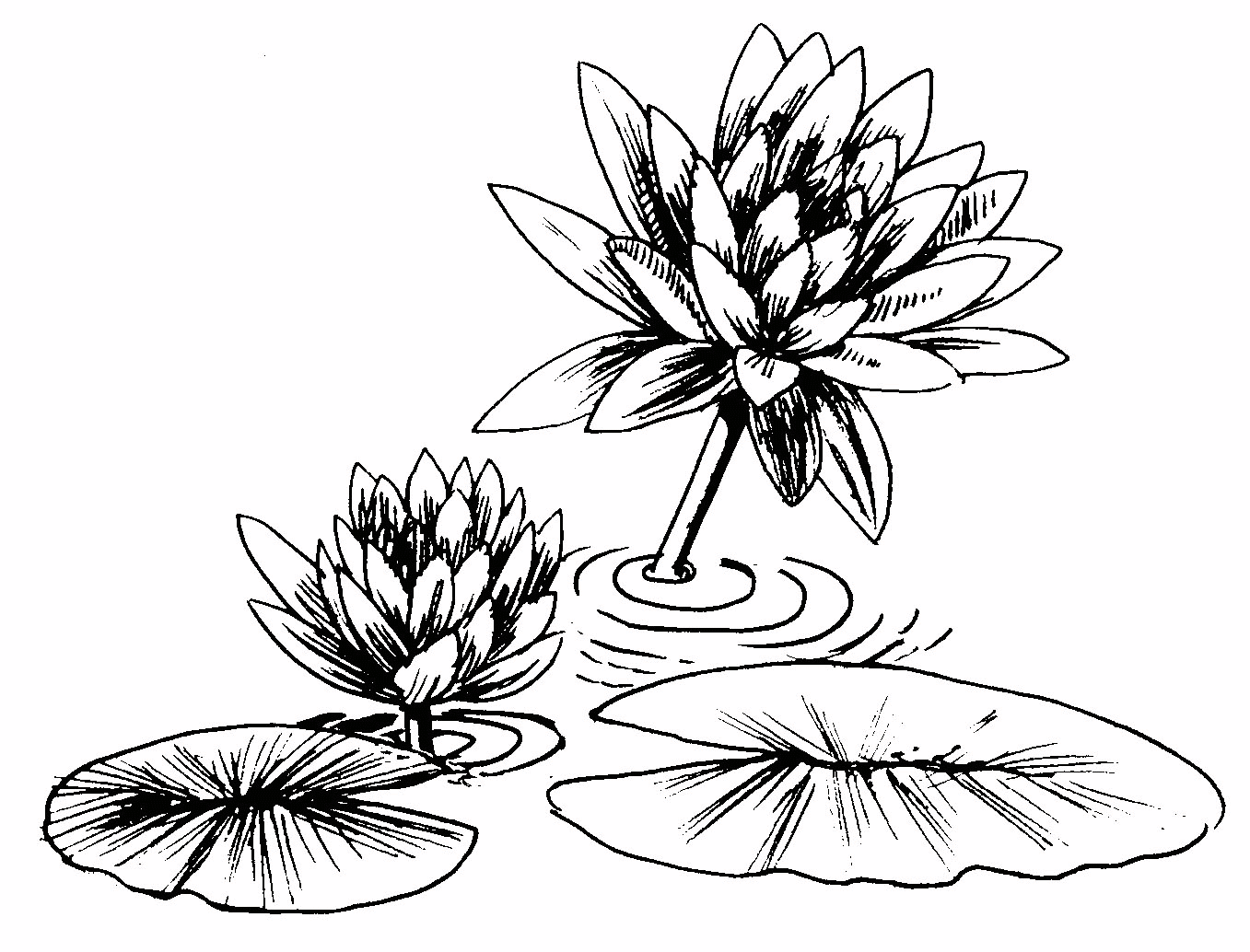 Lily Pad Coloring Page (17 Pictures) - Colorine.net | 27162
