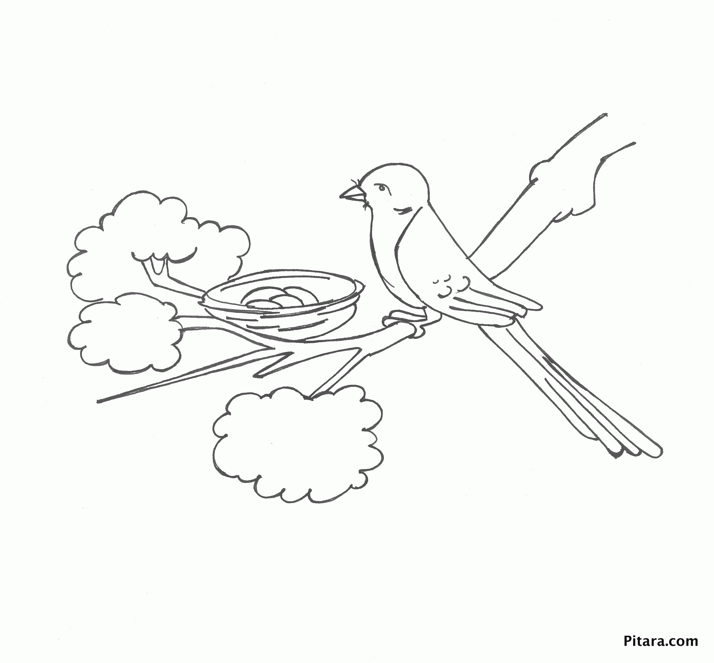 Bird in the nest – Coloring page | Pitara Kids Network