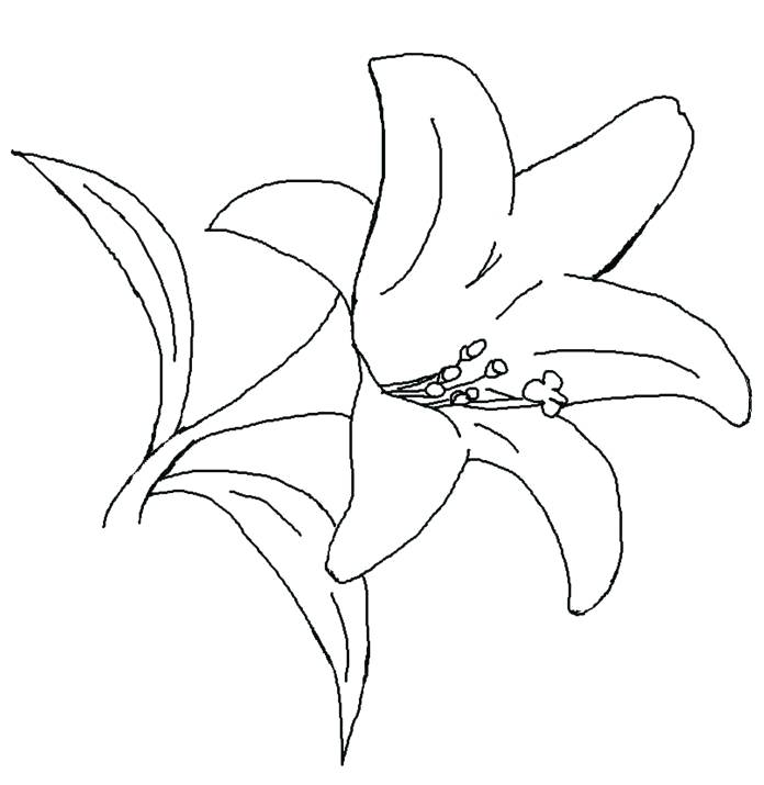 lily flower coloring sheets – ofgodanddice.com