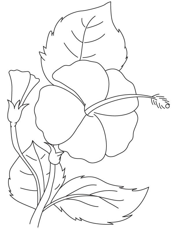 Hibiscus brilliant coloring page | Download Free Hibiscus ...
