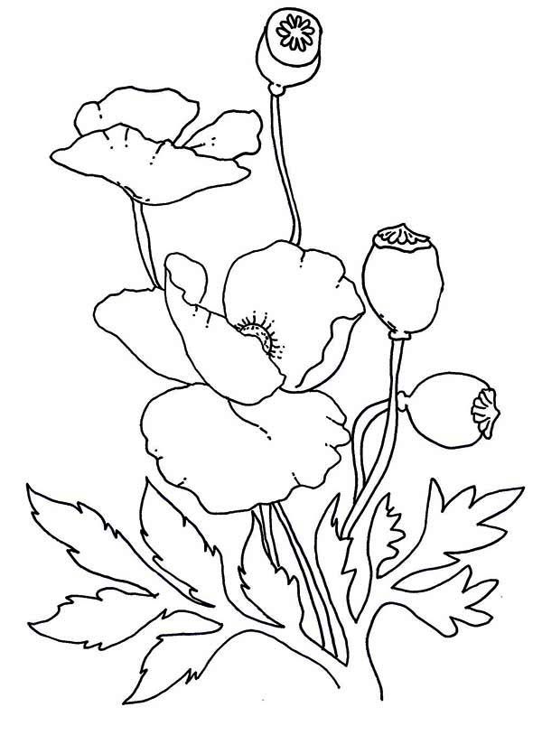 Lovely Poppy Drawing Coloring Page | Color Luna