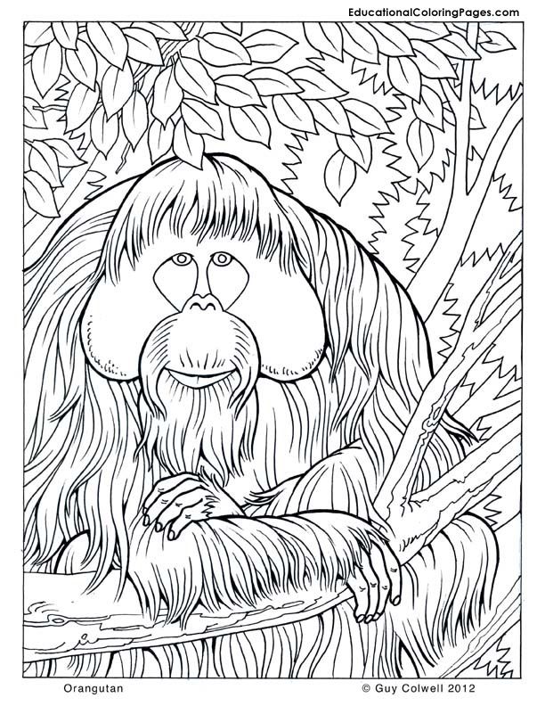 Trees Coloring | Educational Fun Kids Coloring Pages and Preschool