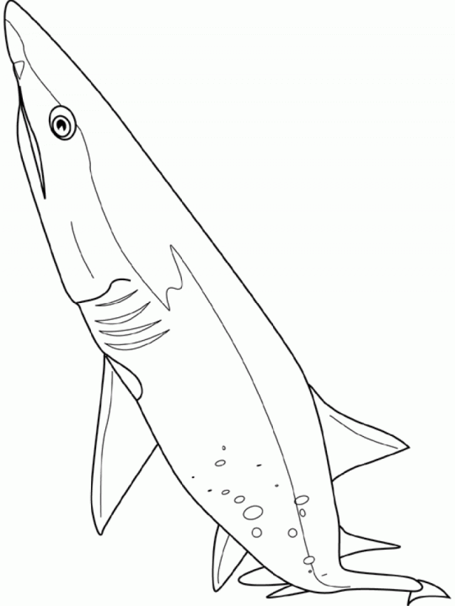 Sand Tiger Shark Coloring Pages Kids Colouring Pages 263823 Tiger