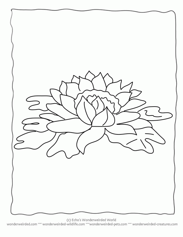 Flower Coloring Sheets Lily,Free Printable Flower Coloring Pages