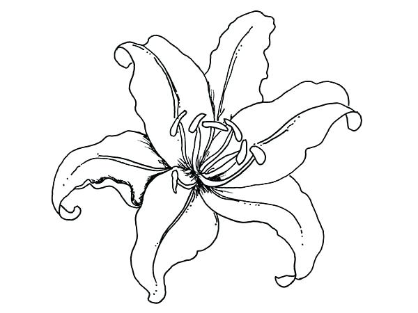 Tiger Lily Drawing | Free download best Tiger Lily Drawing ...