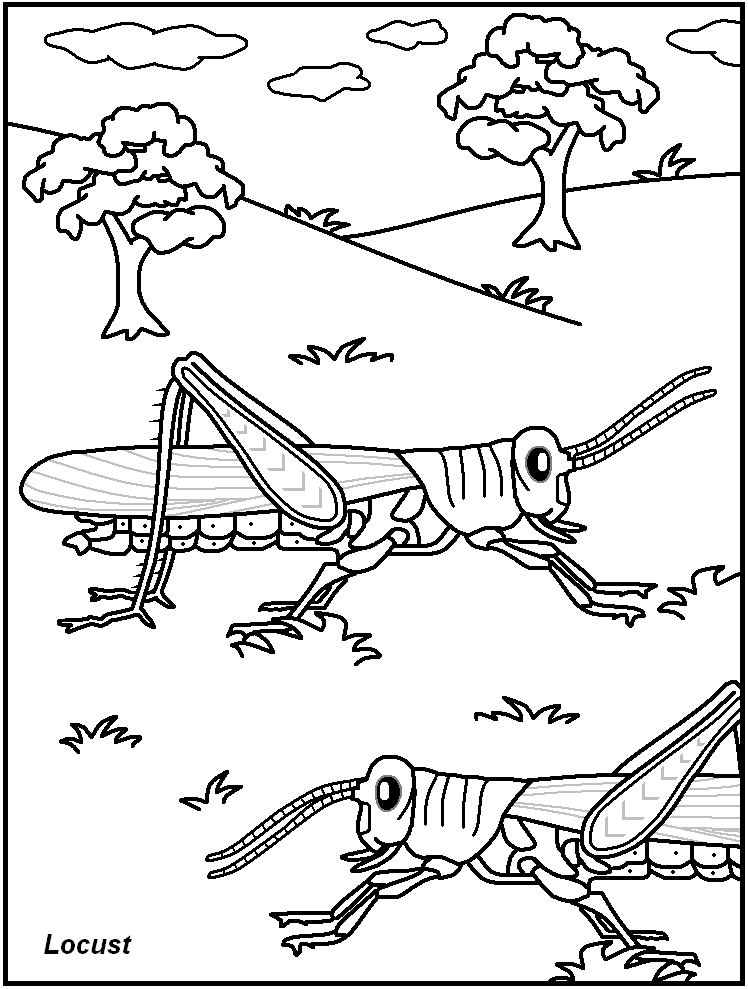 FREE Printable Insect Coloring Pages - great for kids, teachers
