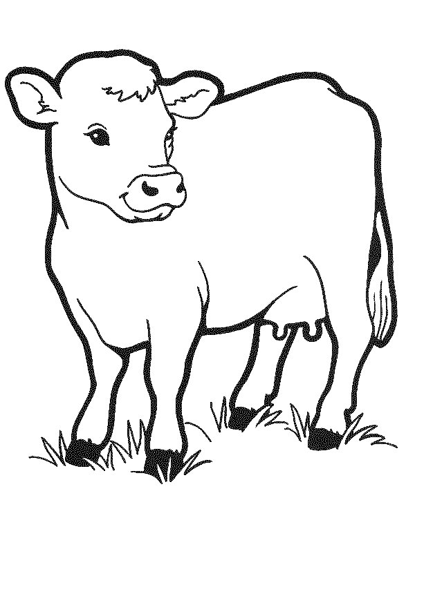 Cow Coloring Pages for kids | Great Coloring Pages