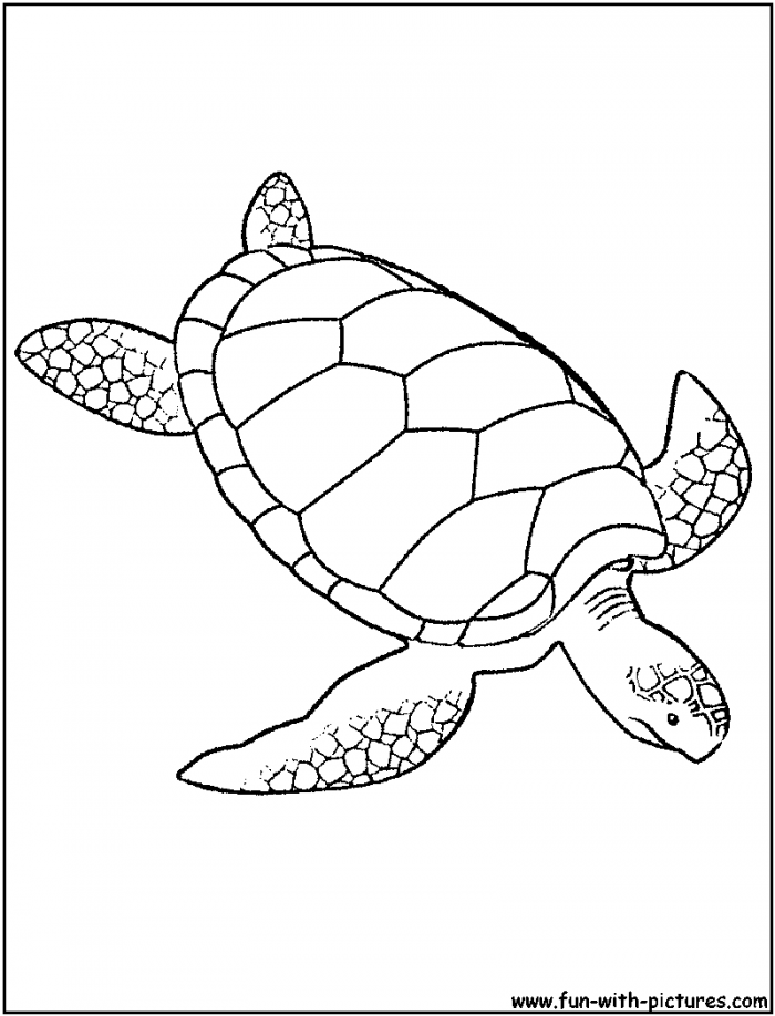 Sea Turtle Coloring Page | 99coloring.com