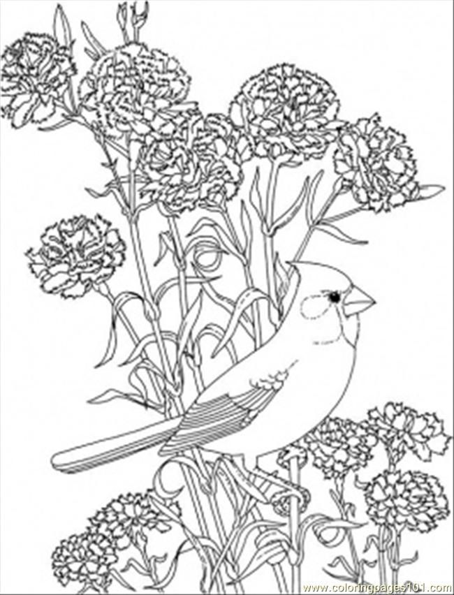 red cardinal Colouring Pages