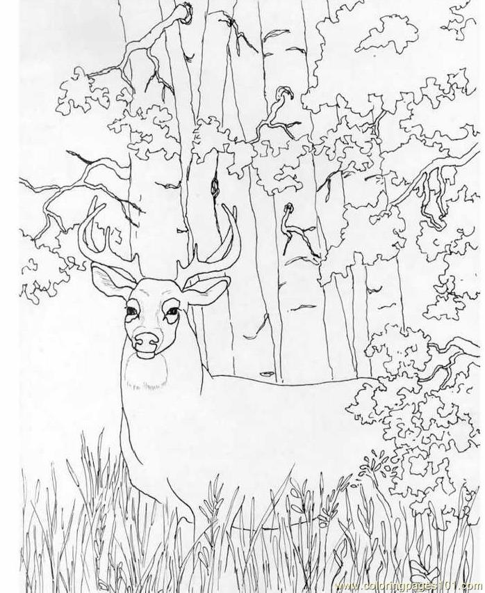 white tail Deet Colouring Pages