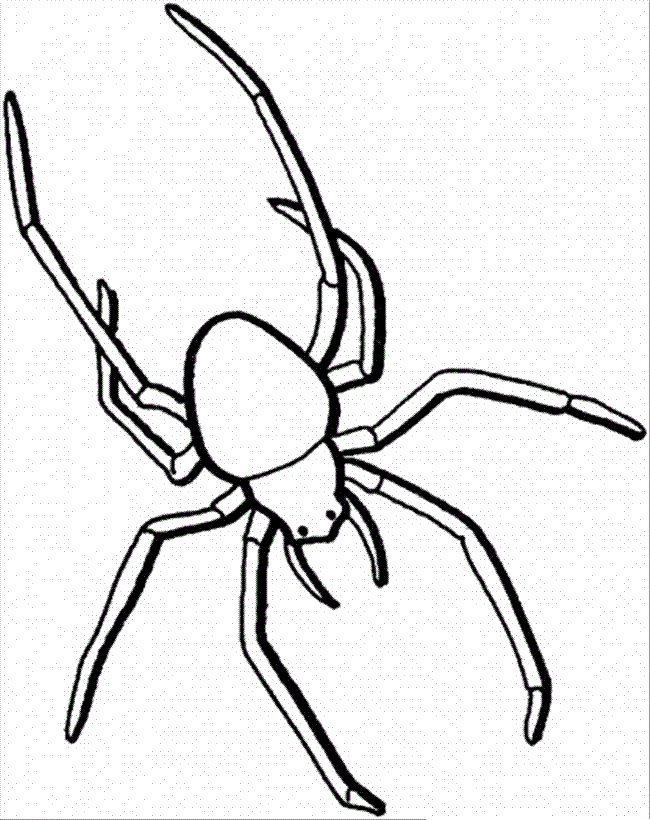child spider Colouring Pages