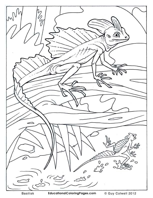 basilisk lizard Colouring Pages