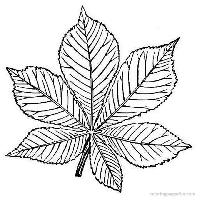 Trees and leaves Coloring Pages 12 | Free Printable Coloring Pages