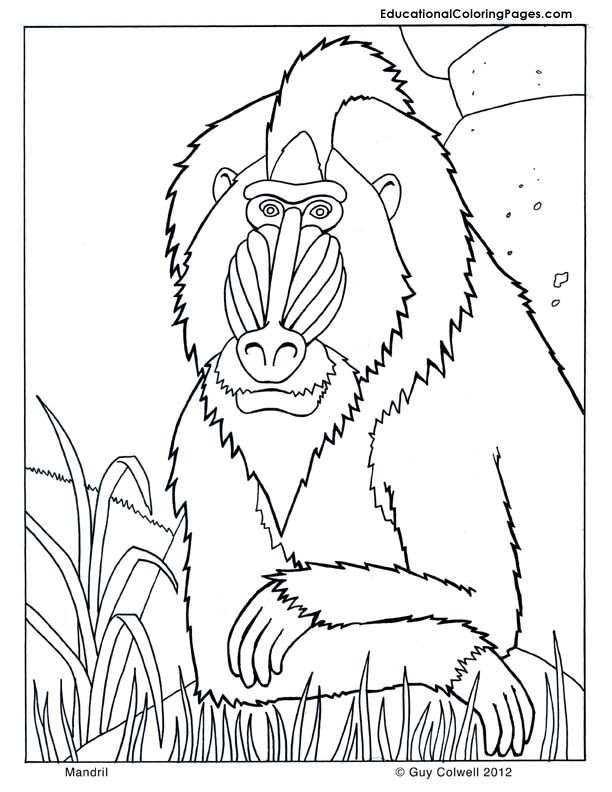 coloring pages online | Animal Coloring Pages for Kids
