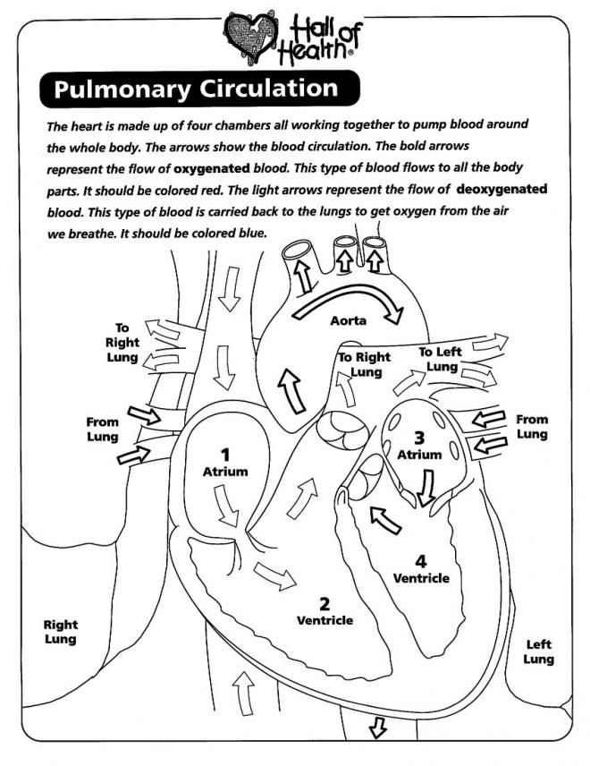 8 Pics of Circulatory System Coloring Pages - Circulatory System ...