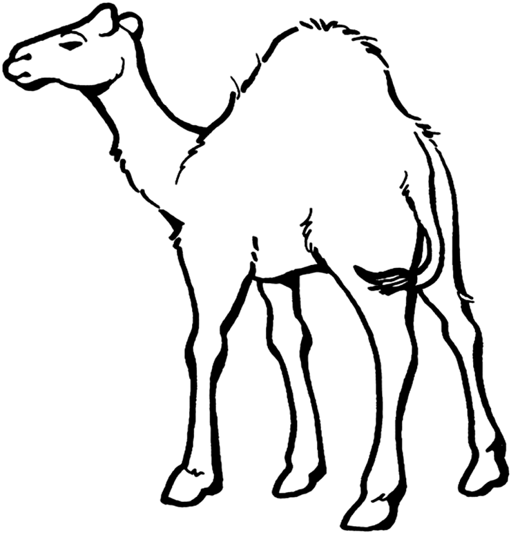 Camel Coloring Page | Coloring