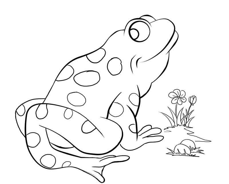 Frog with Flower Coloring Page: frog-with-flower-coloring-pages