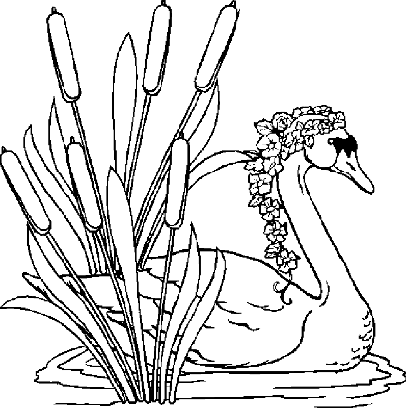 Swans | Free Printable Coloring Pages – Coloringpagesfun.com