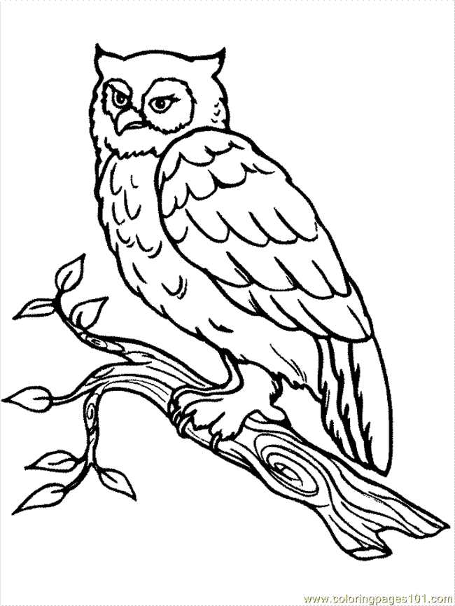 Coloring Pages Owl Coloring Page (Birds > Parrots) - free