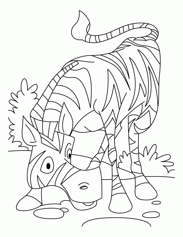 African zebra coloring pages | Download Free African zebra