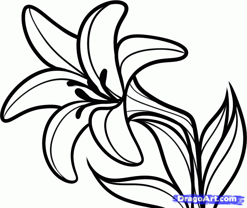 Lily Flower Drawing Hd Desktop 10 HD Wallpapers | aduphoto.