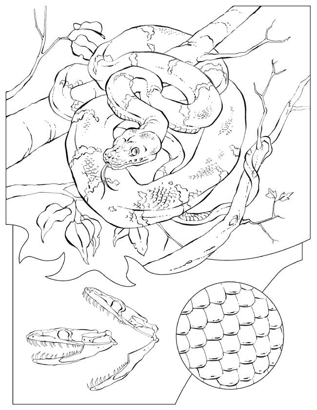 Dangerous Rattlesnake Coloring Pages