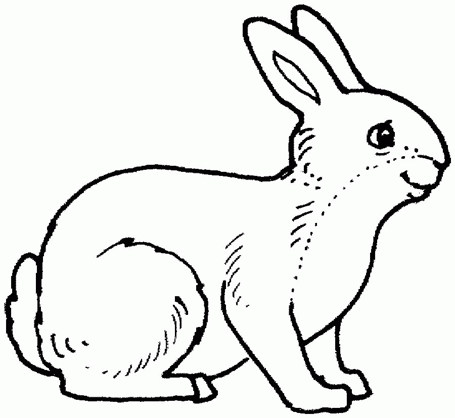 Free Coloring rabbit