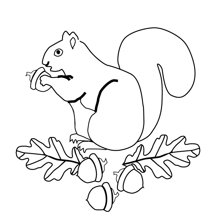 Squirrel Picture - Squirrel Coloring Page