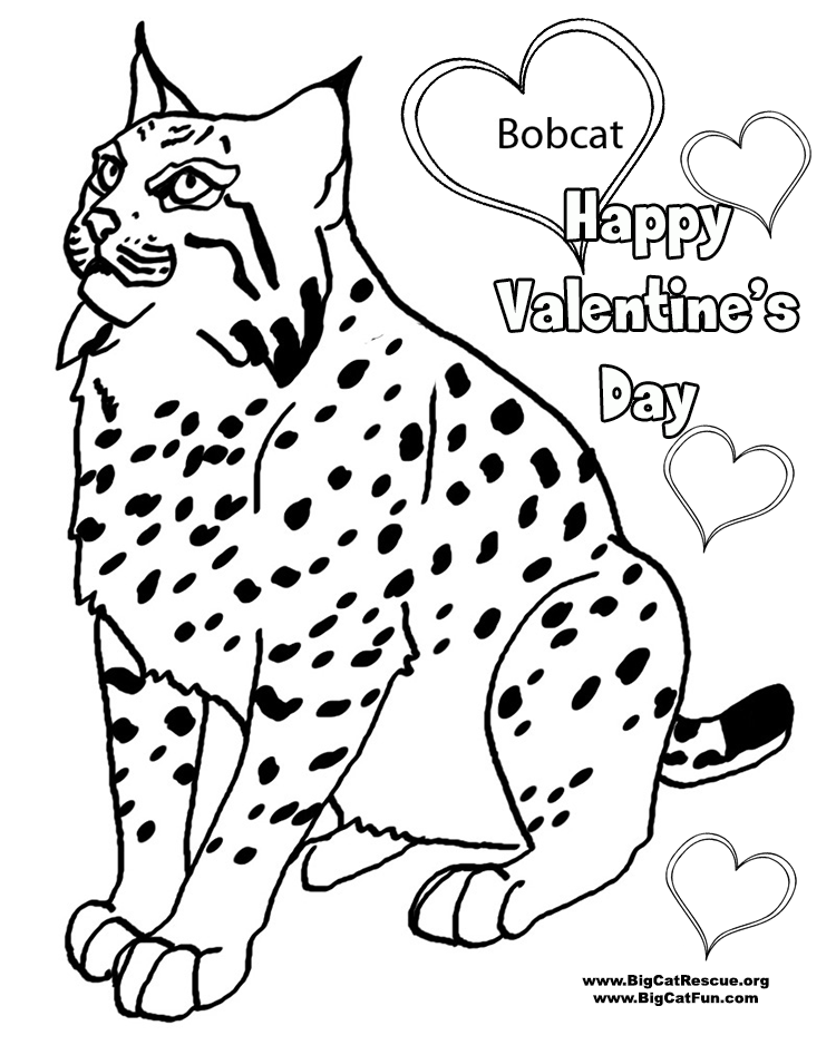 valentines-bobcat-2