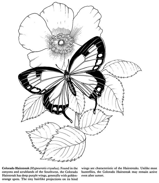 Colloring butterfly | Coloring