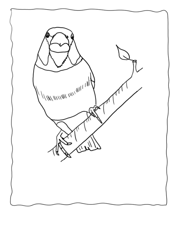 Finch Coloring Pages Hawfinch, Echo