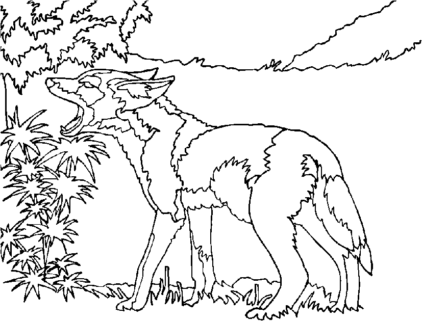 Coyote Coloring Pages - Free Coloring Pages For KidsFree Coloring