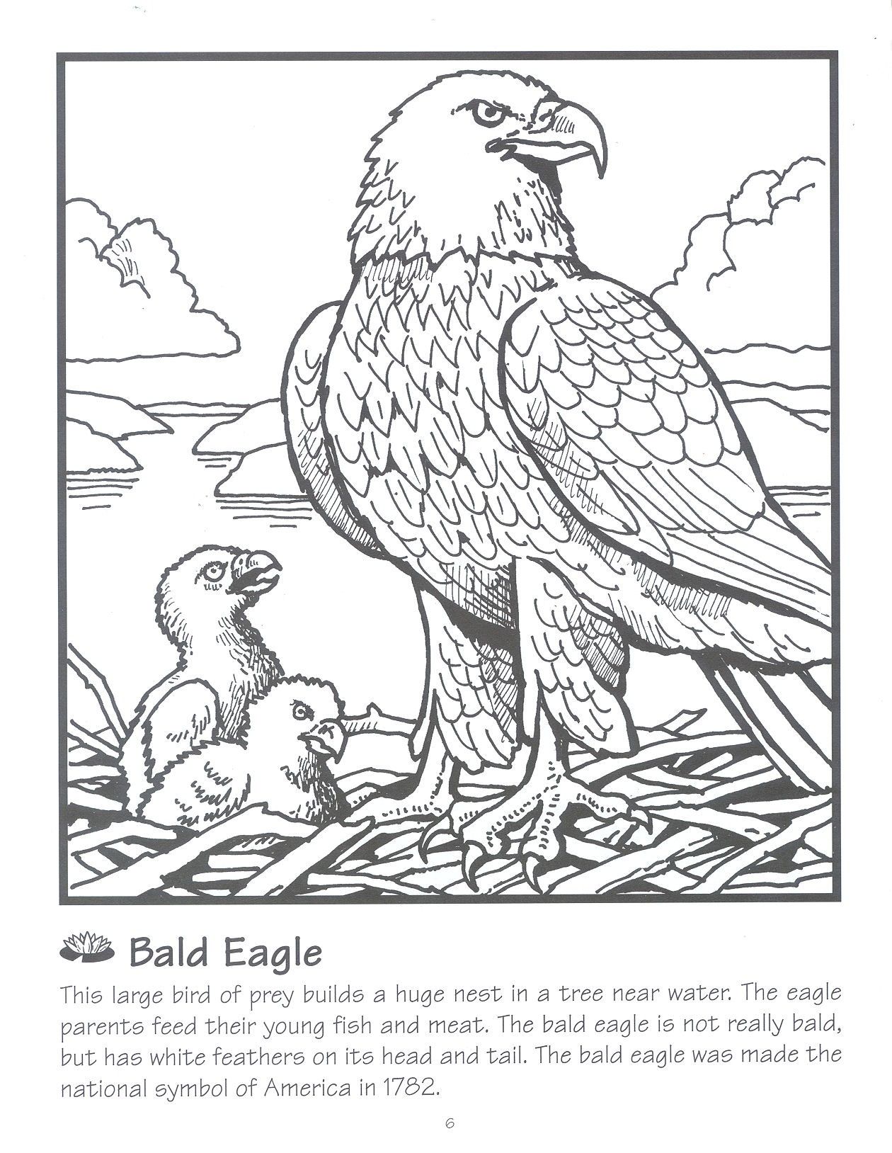Bald Eagle Nest Coloring Page - Coloring Pages For All Ages